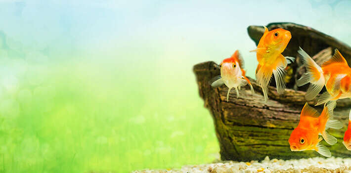 tierliebe fische banner